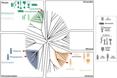 Cracking the green wall code: insights into cell wall integrity across organisms